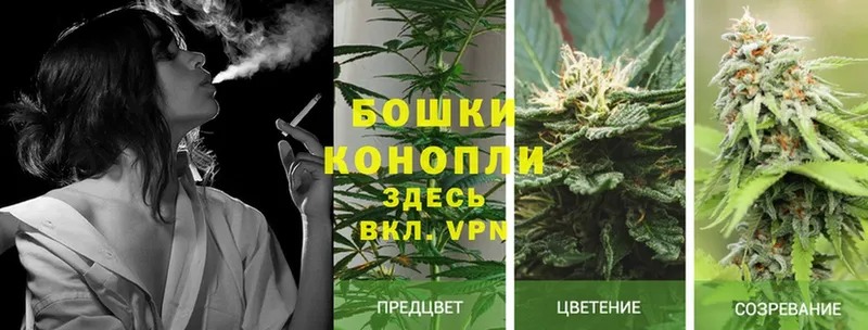 где найти   Тара  Бошки Шишки Ganja 